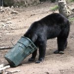 bear
