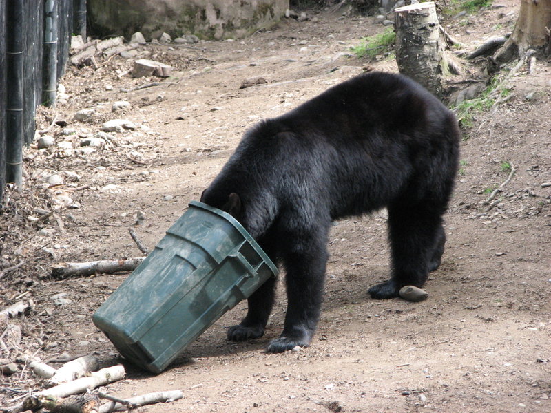 bear